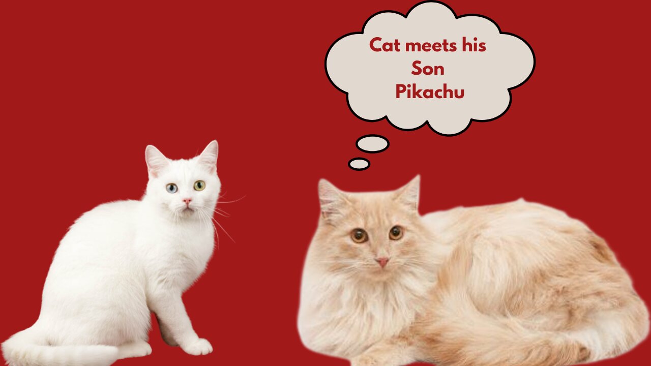 He didn't expect this. 😳 The Cat William meets his son Pikachu for the first time