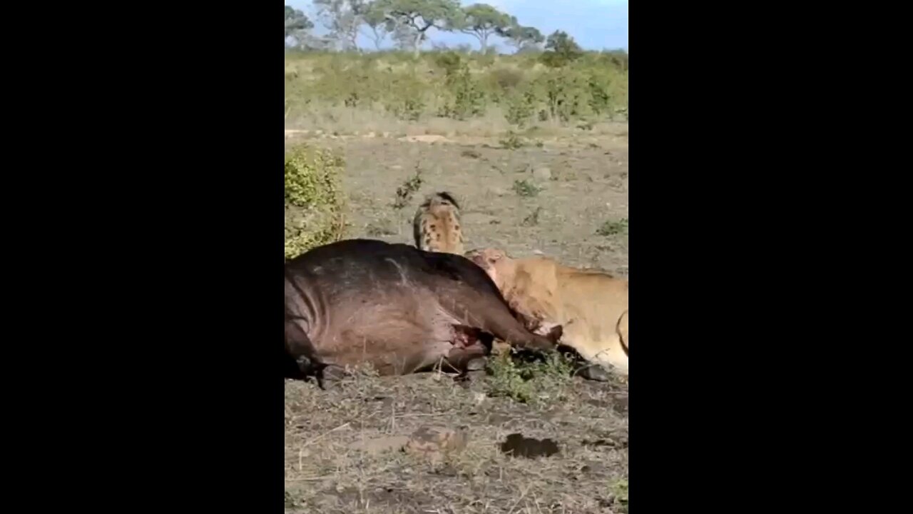 Hyenas Stir Up Trouble For Feeding Pride Of Lions