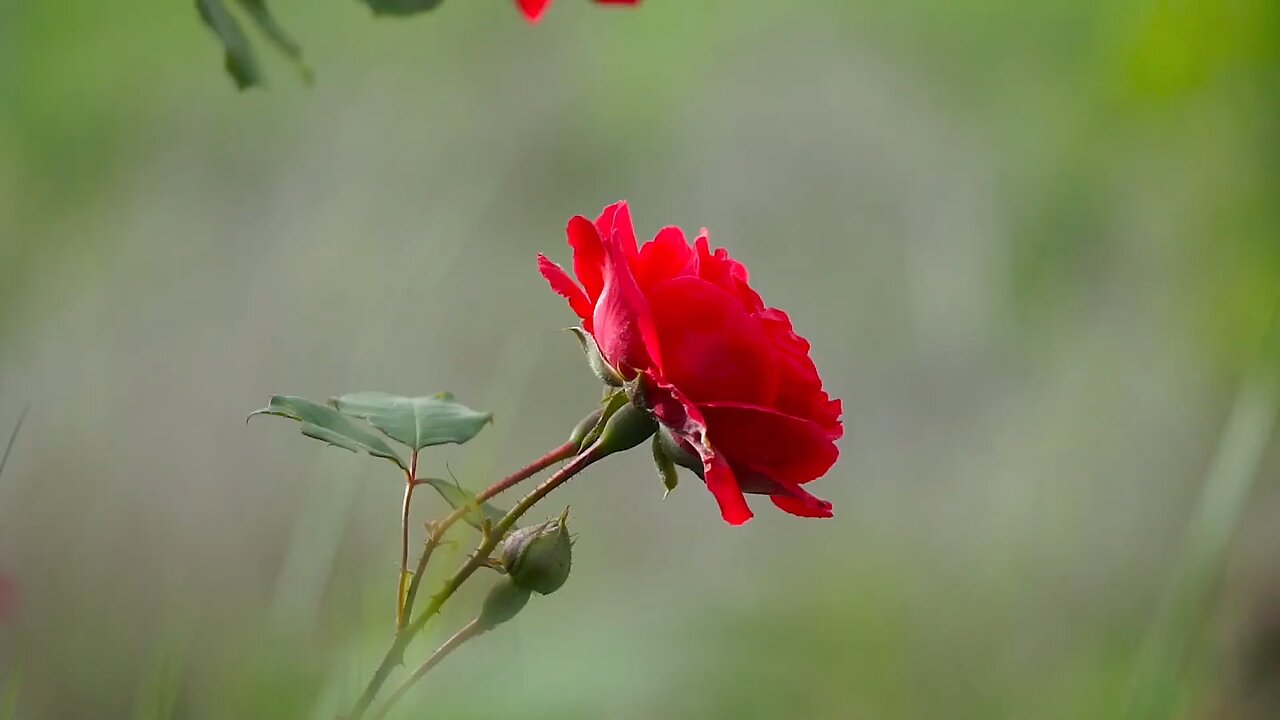 beutiful rose flower|| rose flower || rose || how to grow roses || red roses || rose 🥀