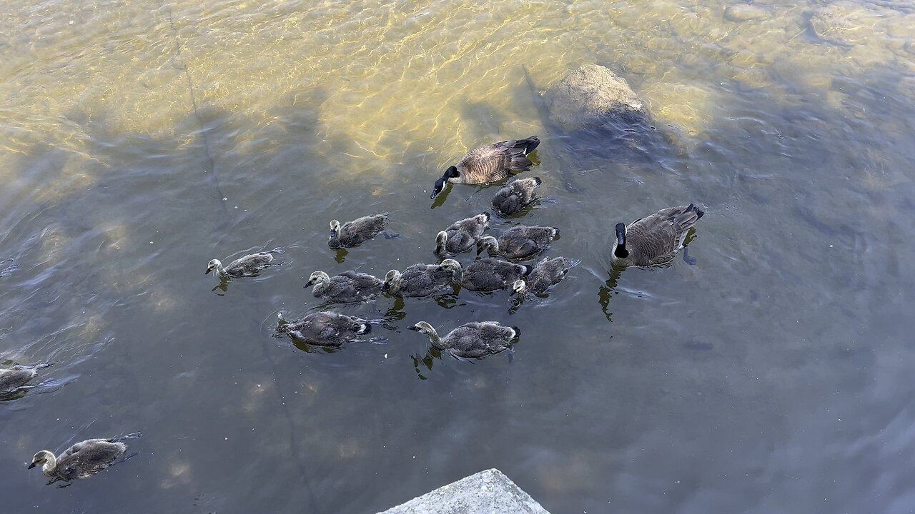 Huge Canada Geese clan