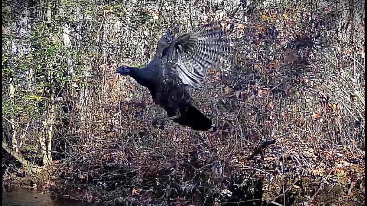 Wild Turkey 🦃 Take Flight