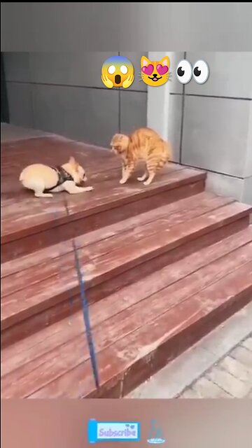 Danger 😱 cat 🐱 full funny 🤣😝 video