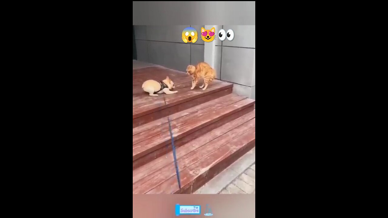 Danger 😱 cat 🐱 full funny 🤣😝 video