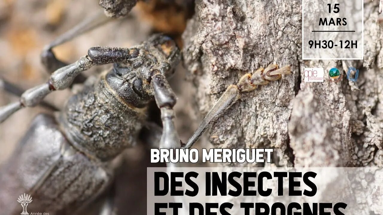 Des insectes & des trognes !