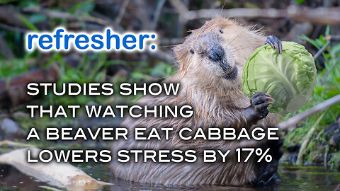 Studies Show That Watching A Beaver Eat Cabbage Lowers Stress by 17%