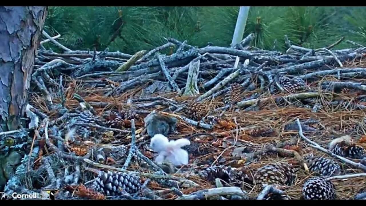 Mom's Break-Leave and Return-Two Views 🦉 2/21/22 18:12