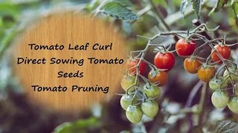 2022: Tomato Talk: Leaf Curl; Direct Sowing Tomato Seeds; Pruning