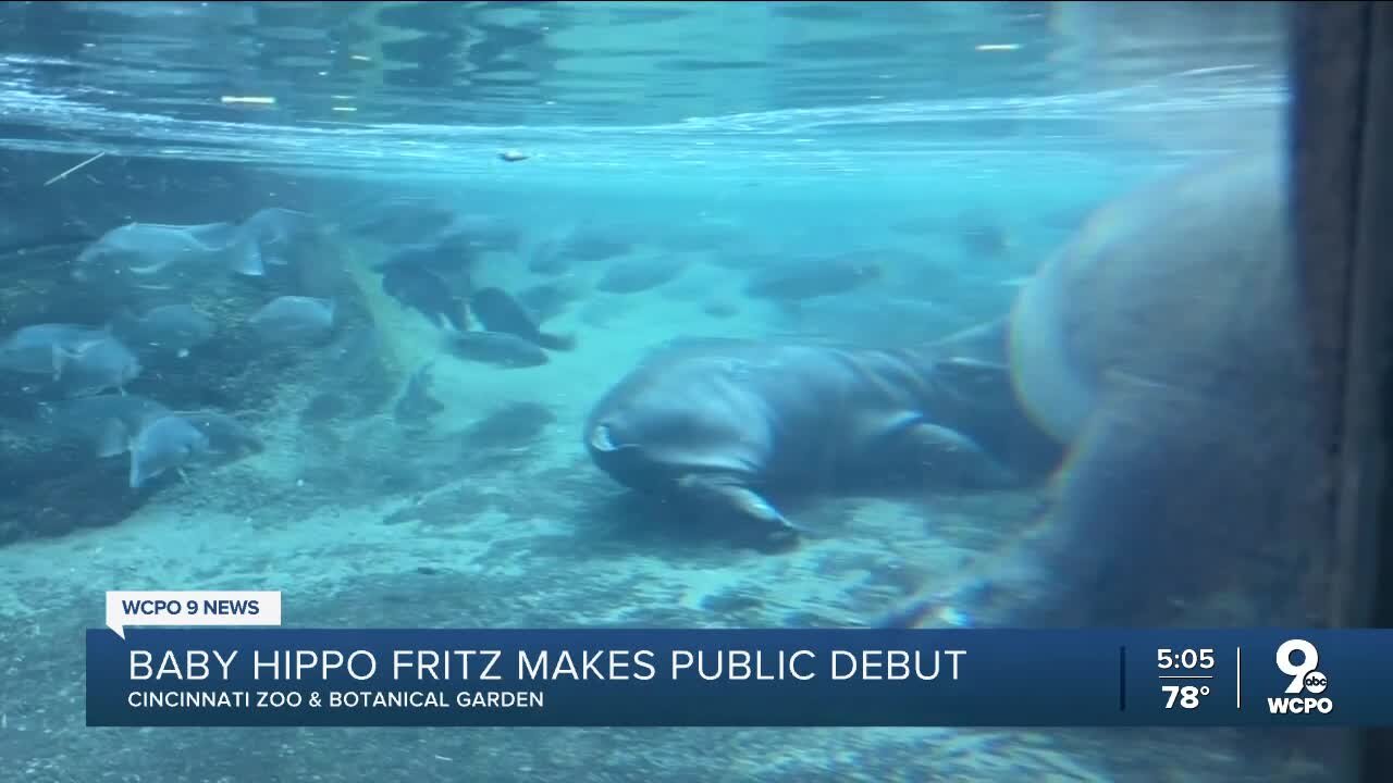 Cincinnati Zoo: Baby hippo Fritz is ready to meet his adoring fans