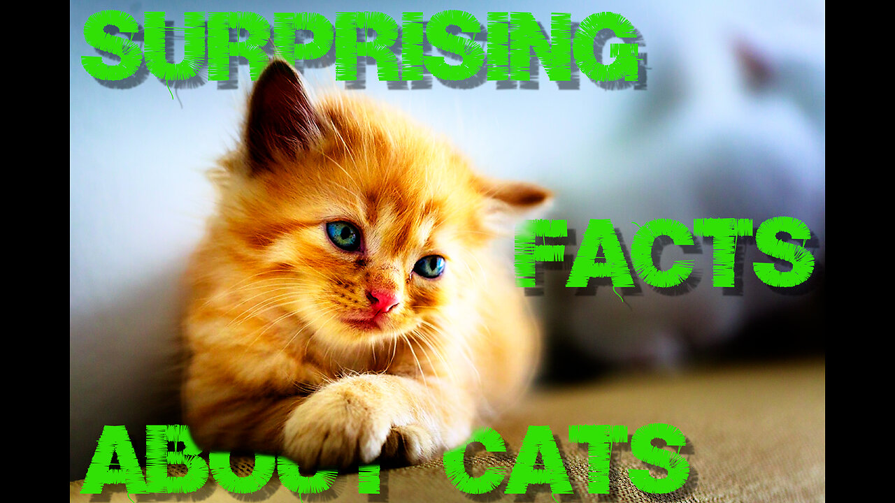 Surprising And Fascinating Facts About Cats