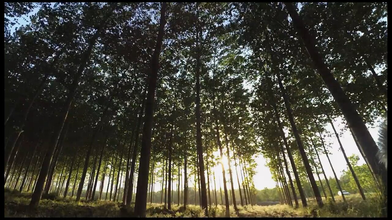 Wind Blowing Tall Tree's