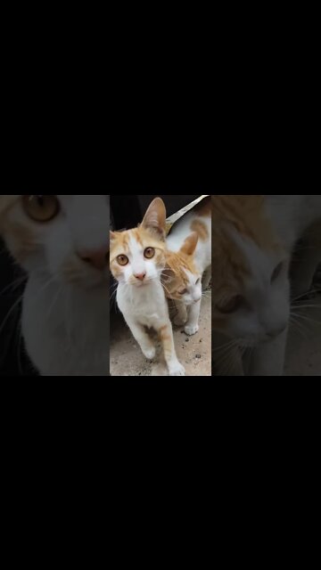 Love is in the sir | Cat Version😻♥