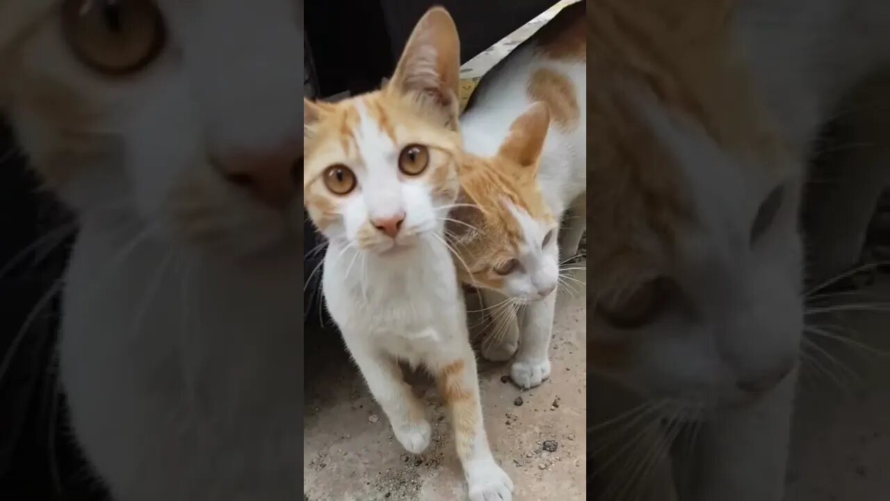 Love is in the sir | Cat Versionš»ā„