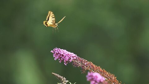 Butterfly beautiful video