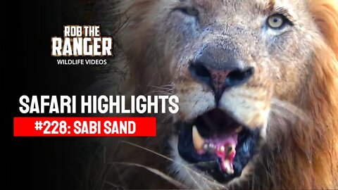 Safari Highlights #228: 08 - 10 August 2013 | Sabi Sand Nature Reserve | Latest Wildlife Sightings