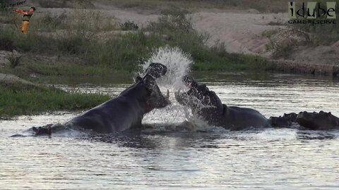 Argumentative Hippos | African Wildlife Interactions