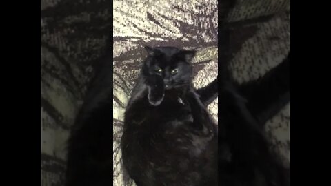 Shadow's Trick When She Gets Herself All Excited