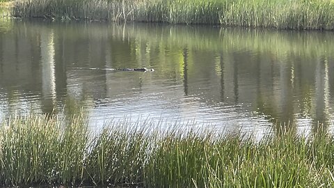 Ralph The Alligator Knows How To Walk With Me (Widescreen) #4K #HDR #DolbyVision