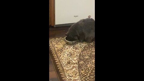 Cat eats dog food