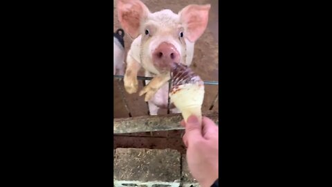 Pigs eat ice cream on hot days....