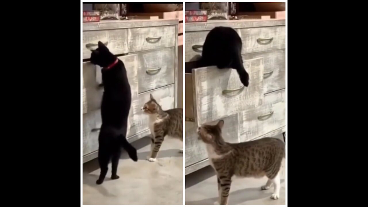 Black Cat Enters Drawer, More Brown Cat Ends Locking Black Cat Inside Drawer.