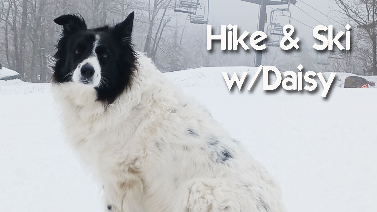 Hiking & Skiing with Border Collie Daisy Dog