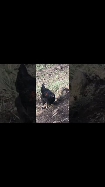 Sweetie the baby rooster 15 weeks old