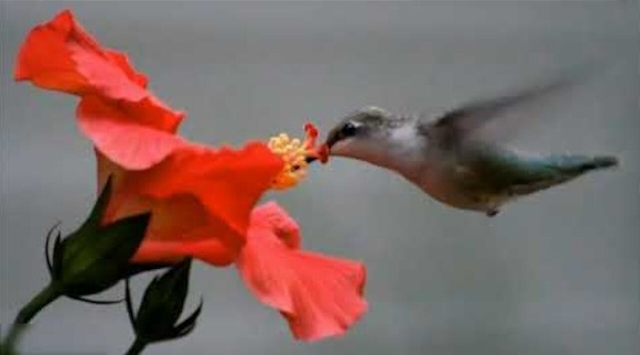 Meet The Smallest Bird On Earth-Hummingbird (2021)