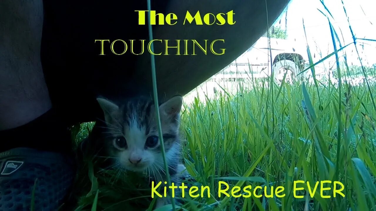 The MOST Touching Kitten Rescue EVER