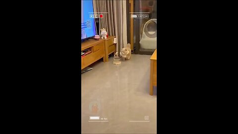 cats and dogs fight video