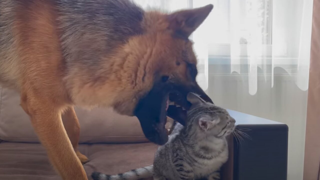 Funny German Shepherd Reaction to a lazy Cat