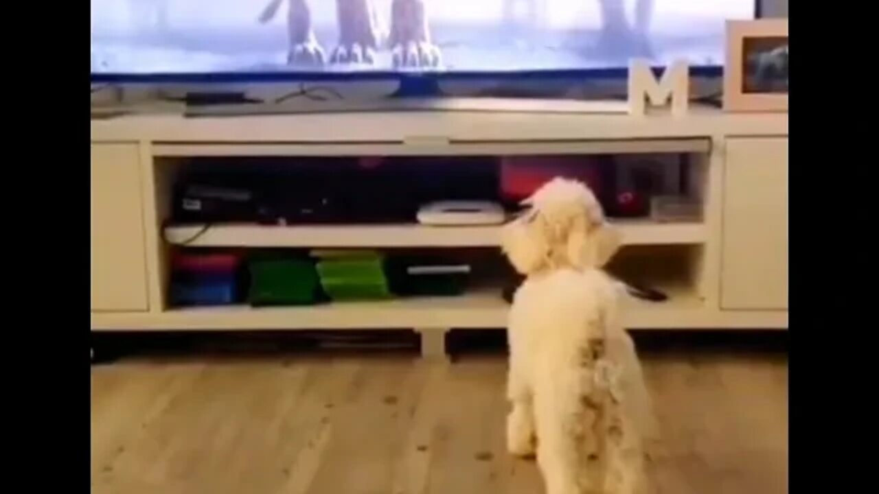 Dogs watching tv compilation