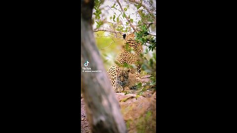 The Kings of Wild