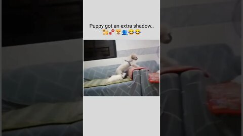 Puppy got an extra shadow..🐕🐾🐶👥😂😂