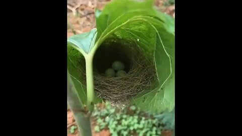 Woven nest in a leaf