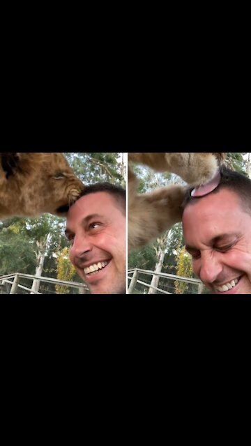 Zookeeper Gets Loving Kiss From Lion Buddy