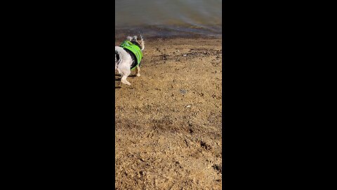 Bailey learns to swim ❤️