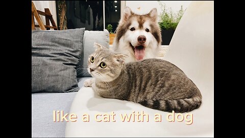 Unlikely Friendship: Astonishing Cat and Dog Duo! Short