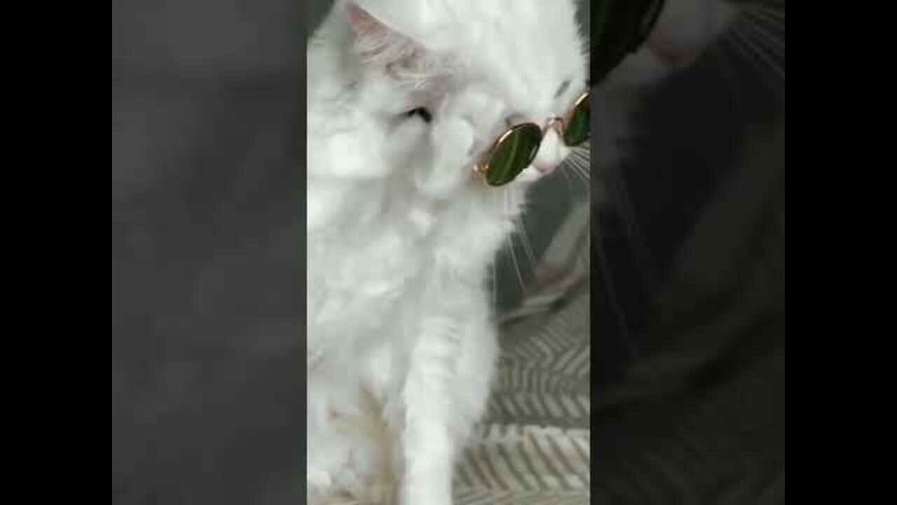 Cute 🐈cats attitude video 2022