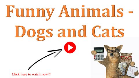 Funny Animals - Dogs and Cats