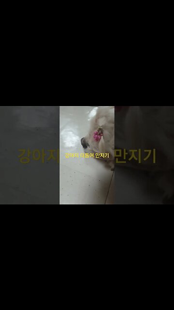 강아지 더듬어만지기