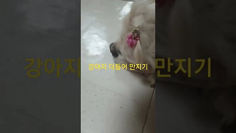 강아지 더듬어만지기