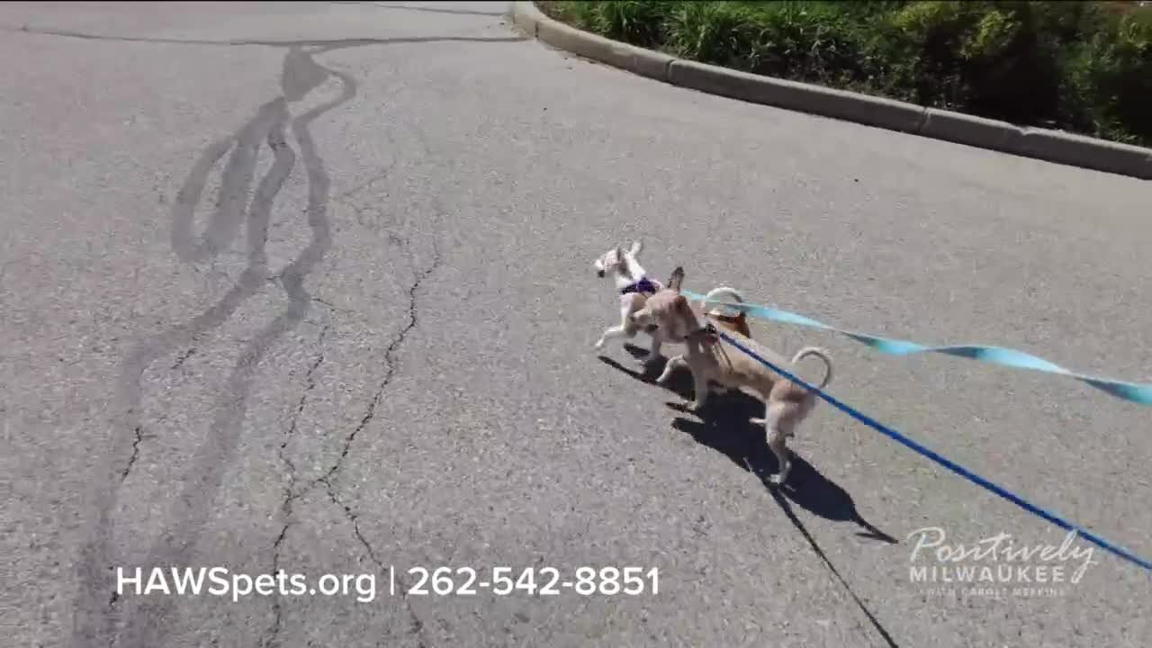 Pawsitively Milwaukee 6.4.23