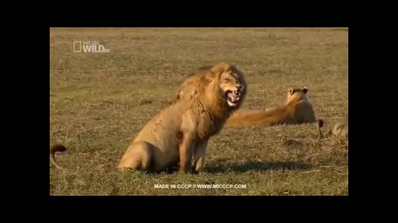 Laughing Lion (slowed down even more) #laughinglion