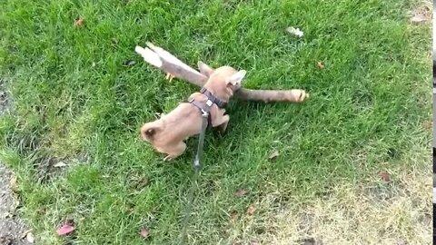 Bark Softly and Carry a Big Stick Part 3: Revenge of the Stick