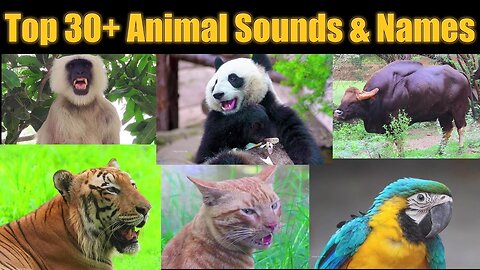 So Funny Animals video