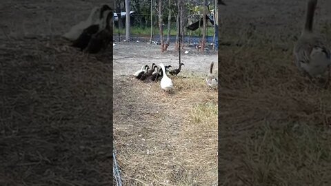 Geese and Ducklings