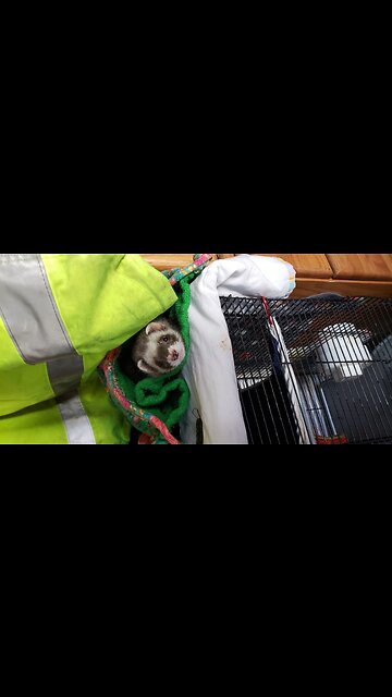 Ferrets at play