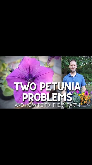 Two Petunia Problems and How to Fix Them (part 1) #shorts