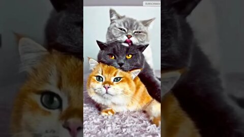 funny cat videos | cute cat videos| cute animals funny cats #shorts #shortsfunny #cutecat #funnycat