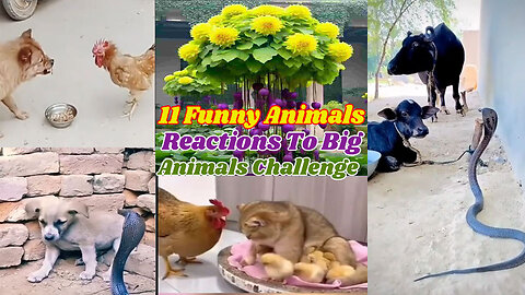 11 Funny Animal's Reactions to Big Animals Challenge.